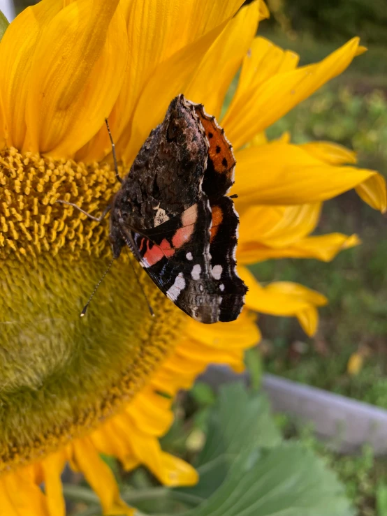 a erfly on the back of a yellow sunflower