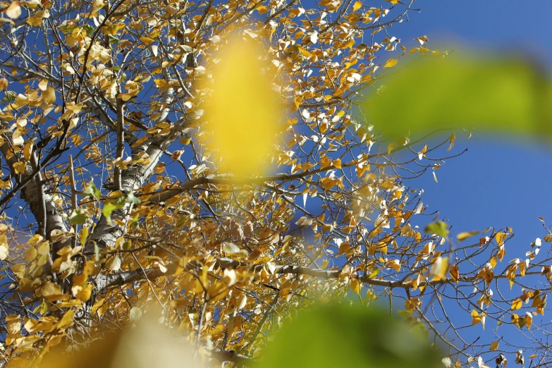 yellow leaves are in the foreground and blue sky