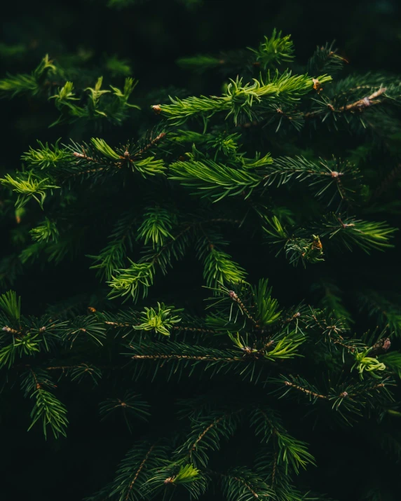 pine needles are almost covered up against the dark green background