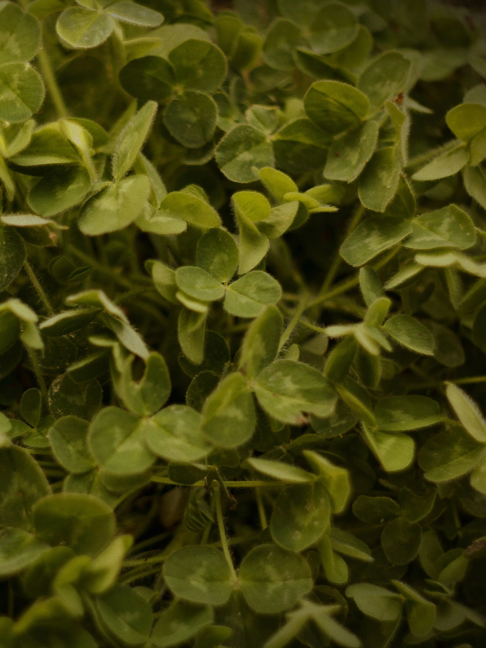 a bunch of green plants with small leaves