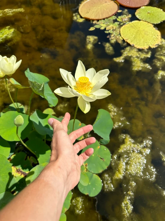 the hand reaches into the water for a flower