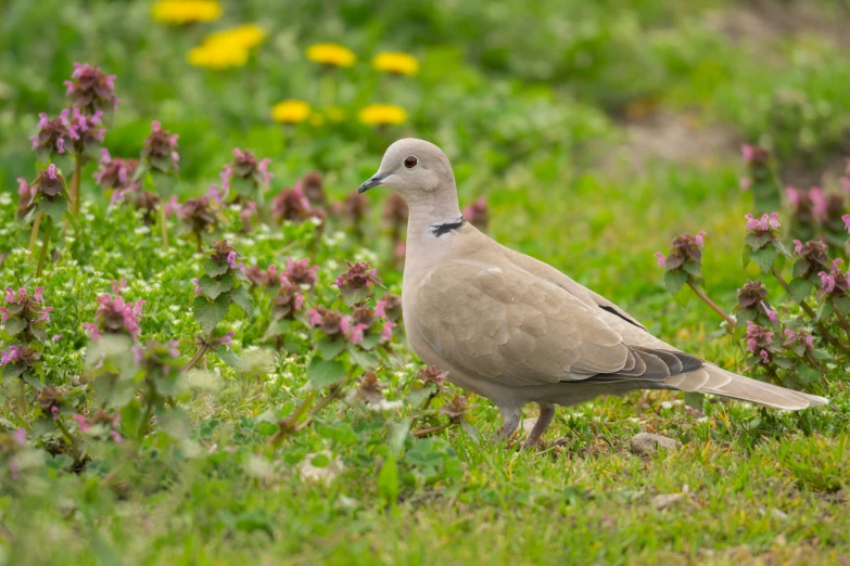 a dove sitting in a field with purple flowers