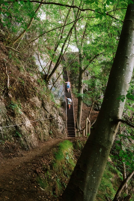 stairs are located between the trees on a mountain