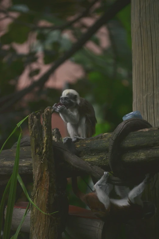 a little bird that is sitting on a tree