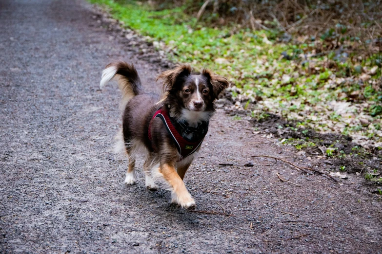 a dog on a leash is walking down the road