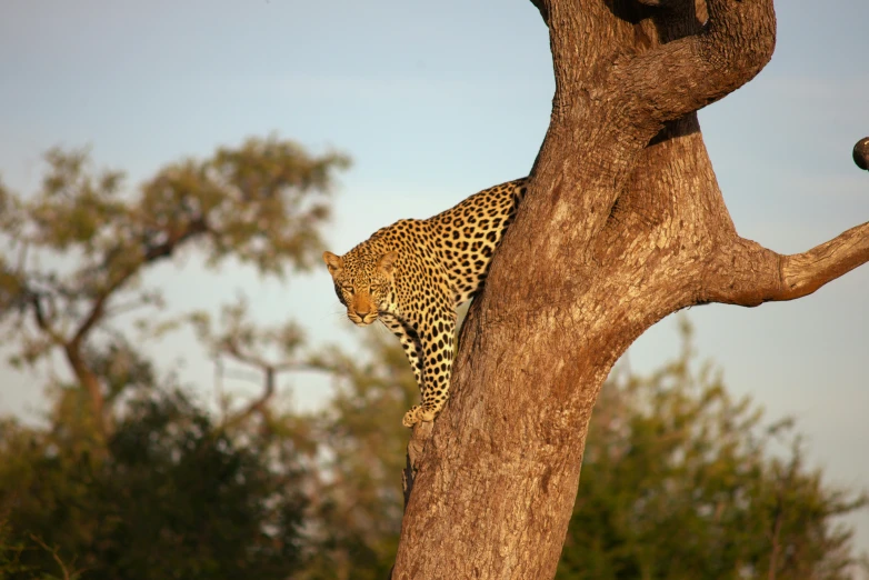 a lone leopard standing up in the nches of a tree