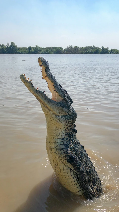 a large alligator takes a bite out of the water