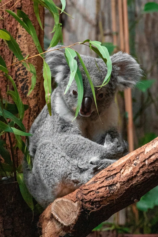 a koala sitting on a tree nch with leaves around it