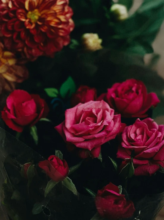 a cluster of red roses next to each other