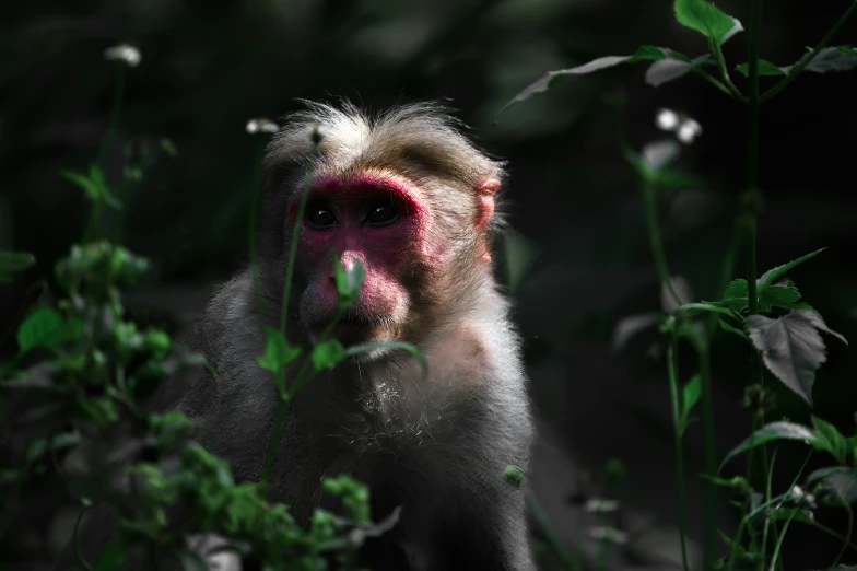 a monkey with some red cheeks standing by itself