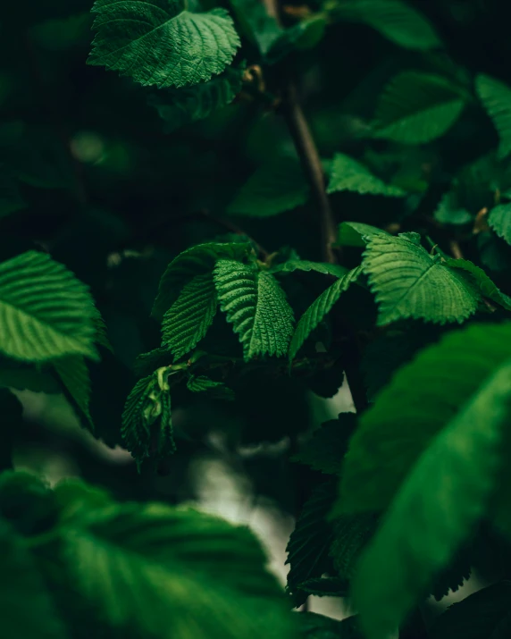 leaves with green stems hang above water and light