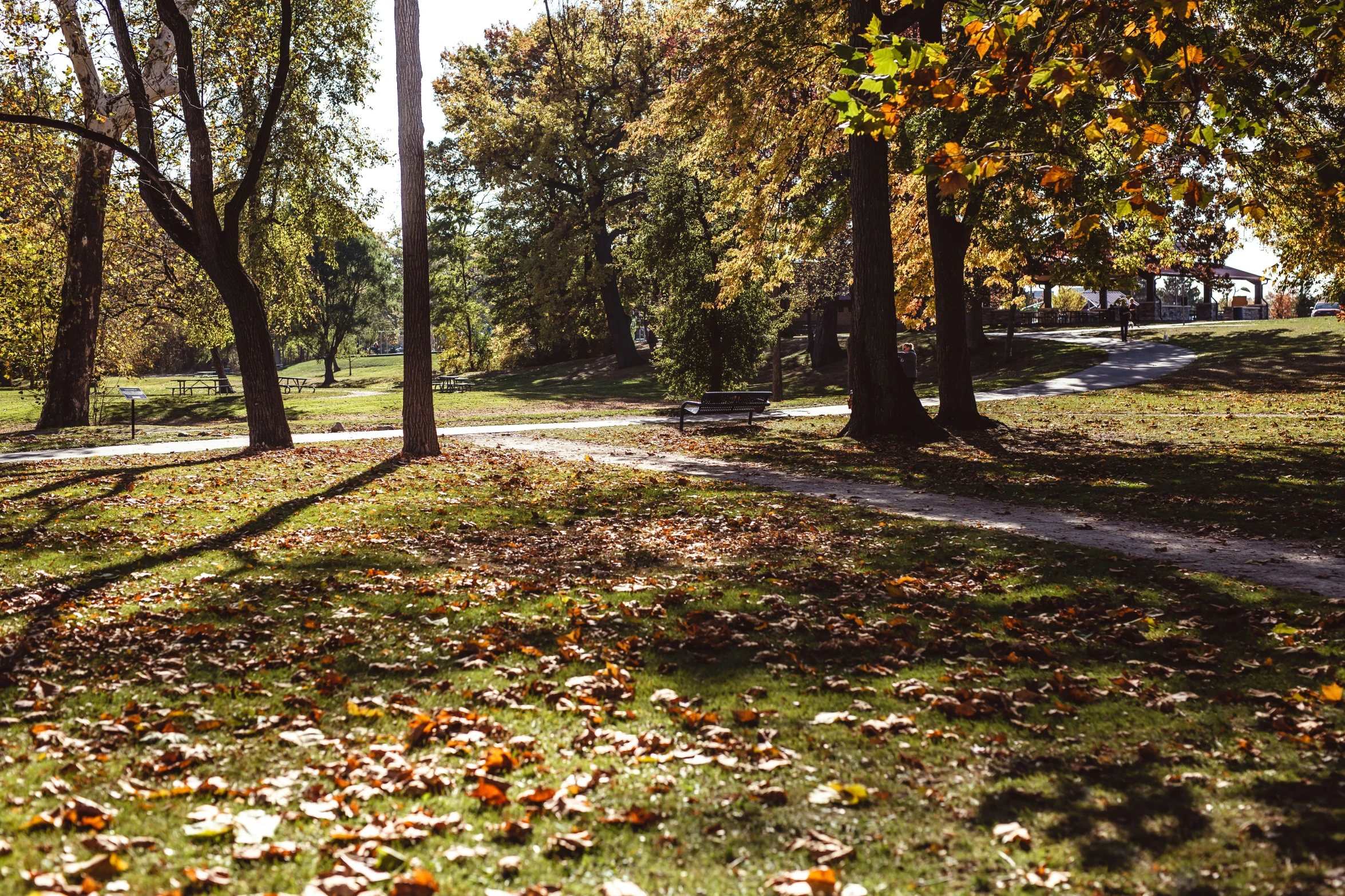 a road surrounded by trees and grass