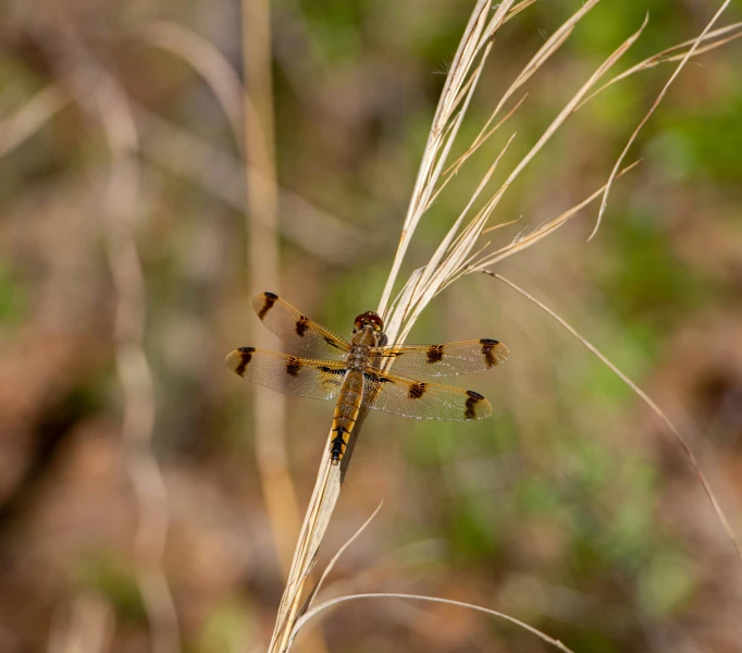 a yellow dragonfly resting on top of a blade