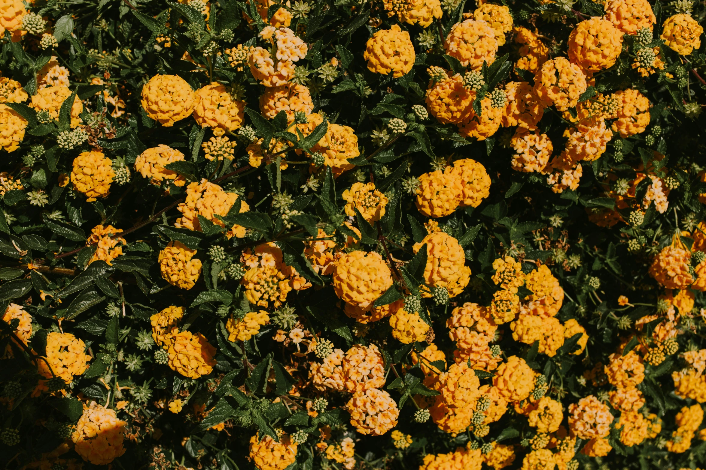 some yellow flowers are blooming close together