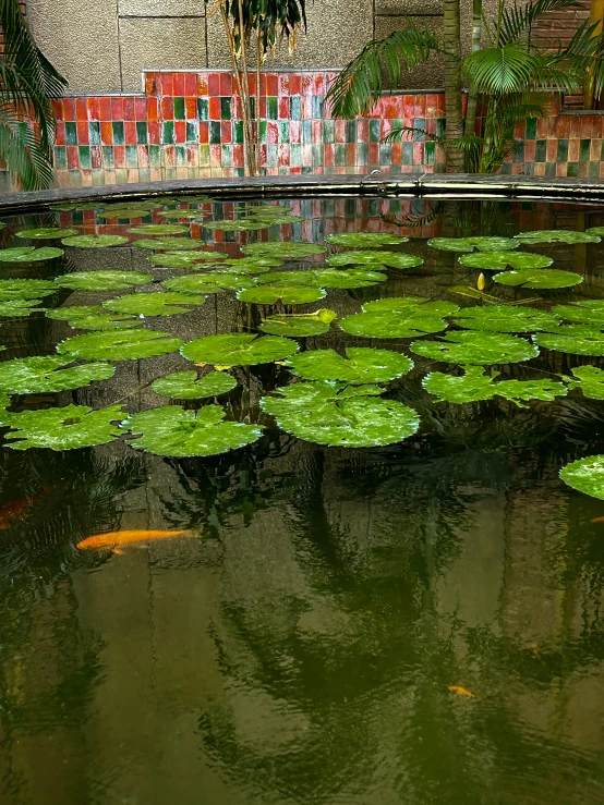 green leaves floating in water in the pond