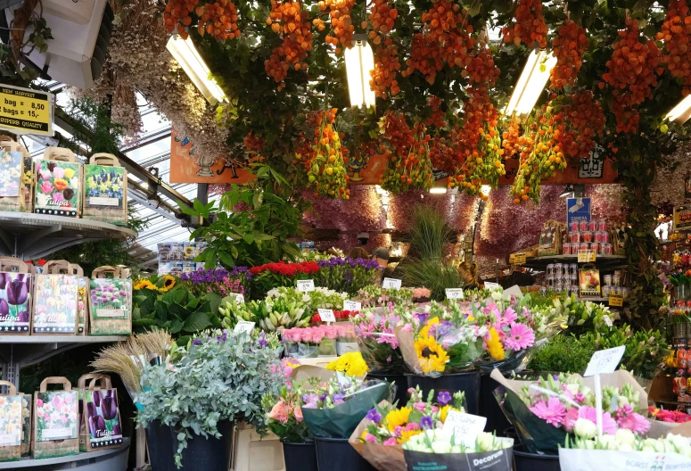 various flower pots are in a market area