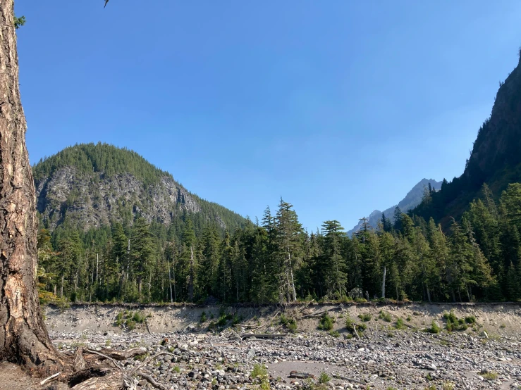 the view of a forested area with a bird flying above it