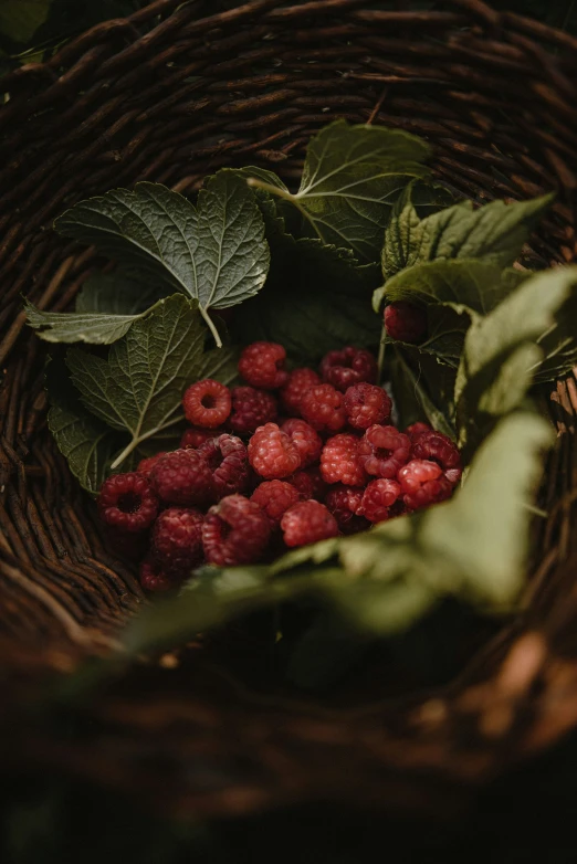 raspberries sit in a basket with leaves