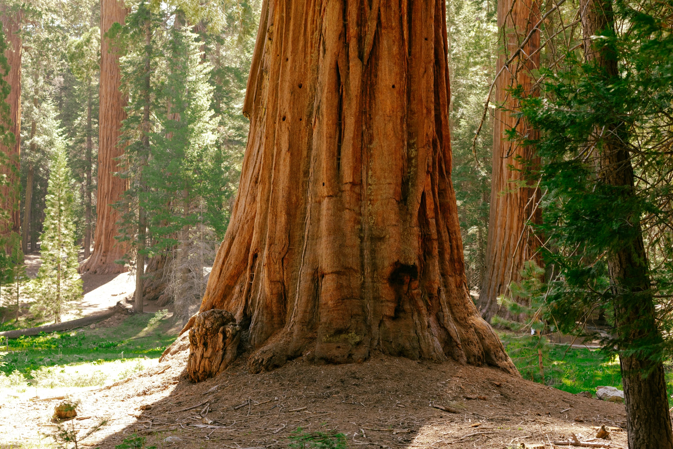 a group of large trees in a forest