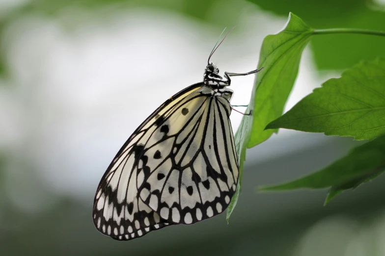 a black and white erfly on a green leaf