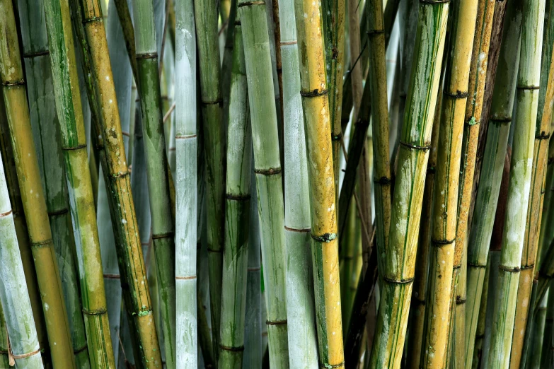 the stems of large bamboo are very thin