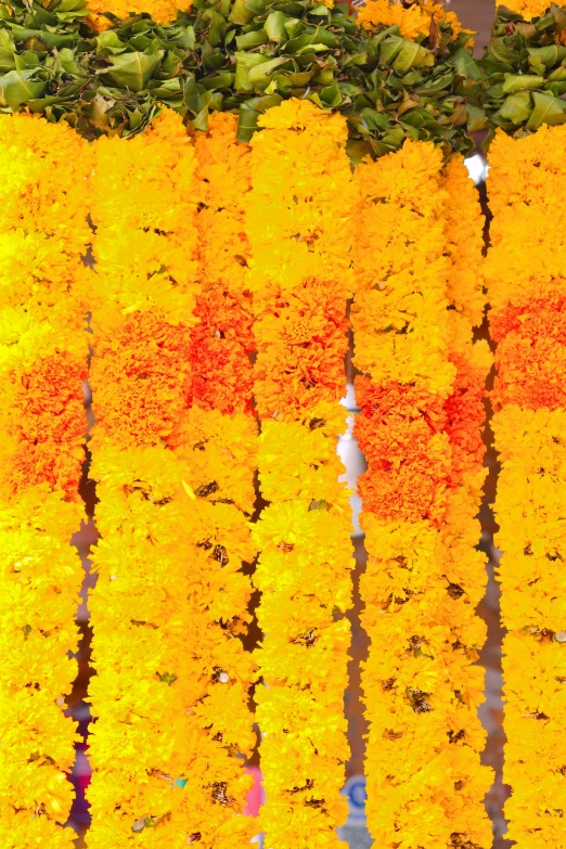 a display of yellow flowers on a wall