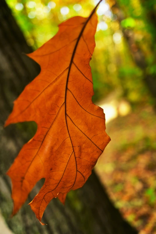 a tree with its leaf in the fall