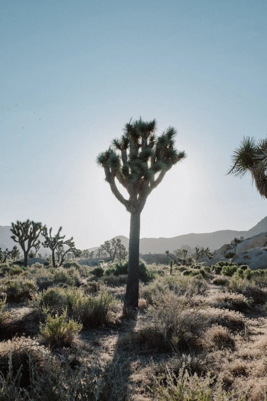 two large cactus trees stand in the middle of desert