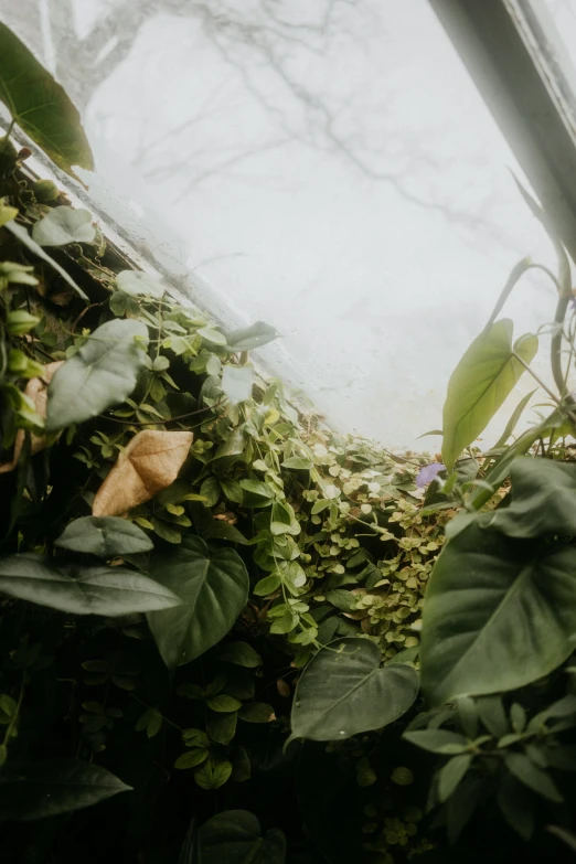 plants in a greenhouse with lots of green