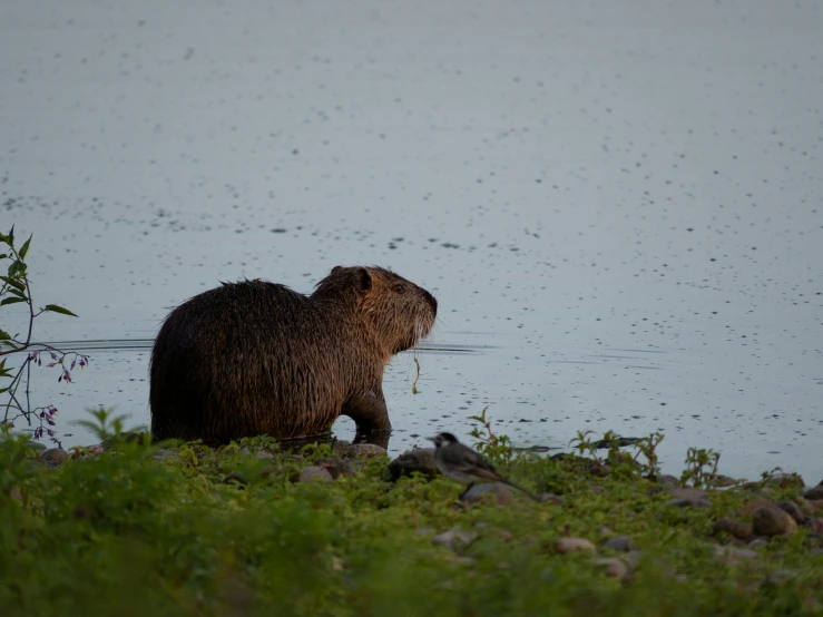 an animal standing on a bank near a body of water