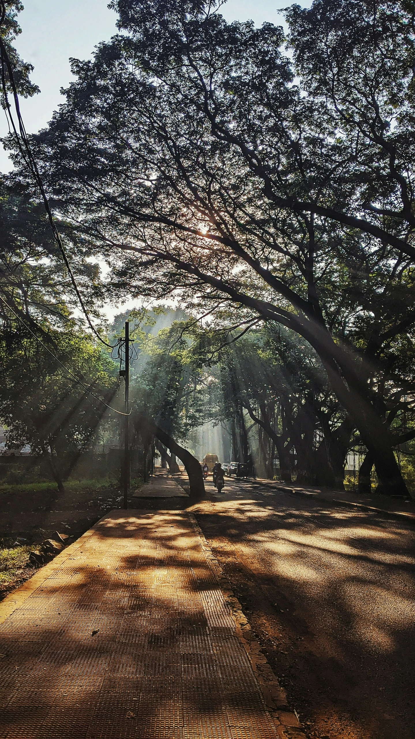 an empty path leads to trees and some grass