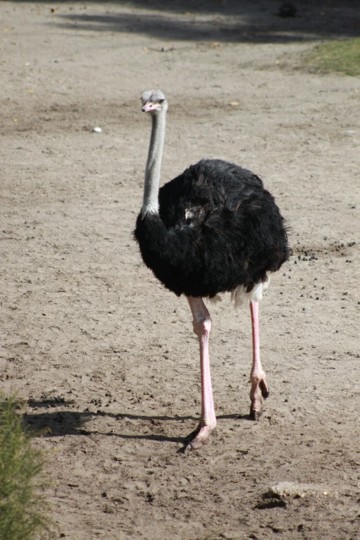 an ostrich standing in a sandy and patchy area