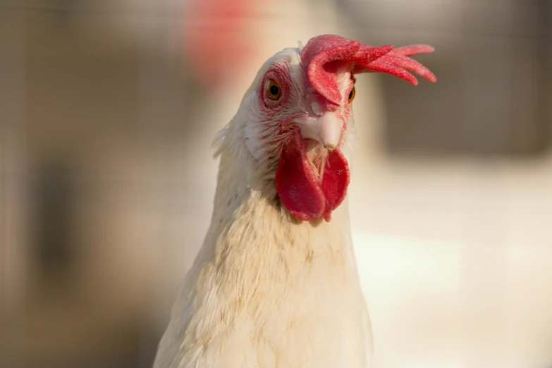 the white chicken has a red beak