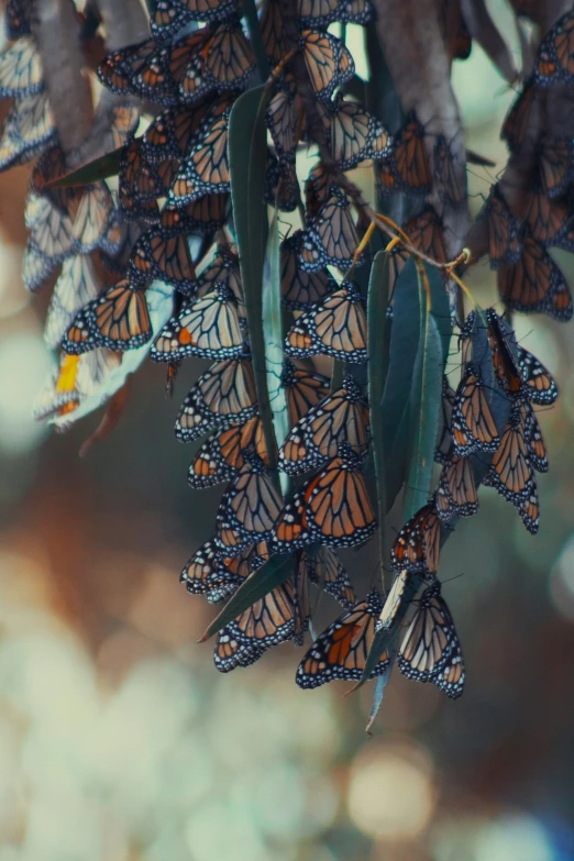 monarchs clustering on the tree nch in their natural habitat