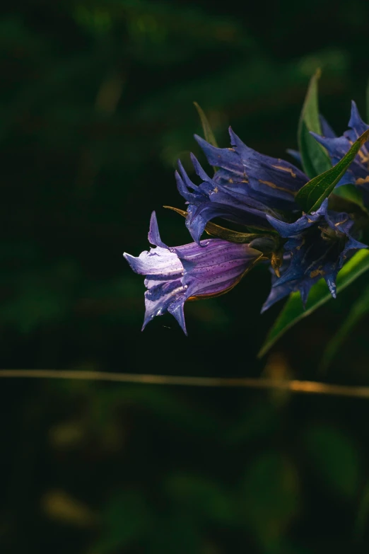 the flowers are growing on the plant together