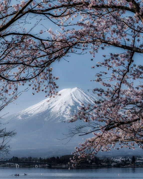 cherry blossom blooming trees in the foreground and a mountain behind