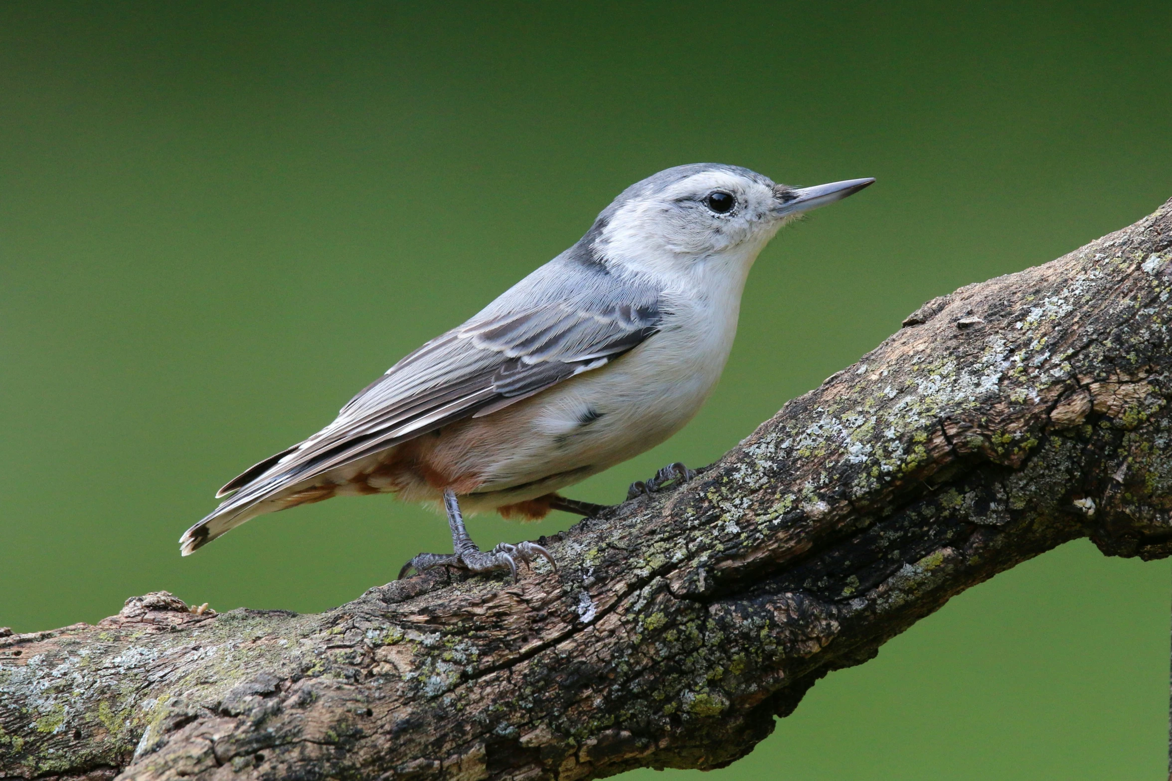 a bird is sitting on a nch of the tree