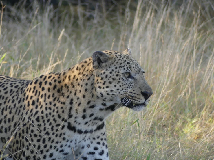 a leopard stares off into the distance in long brown grass