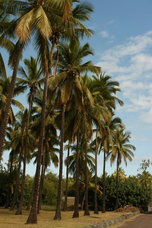 a person riding a bike through some palm trees