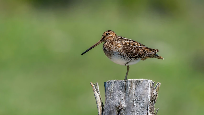 a bird sitting on top of a wooden stump