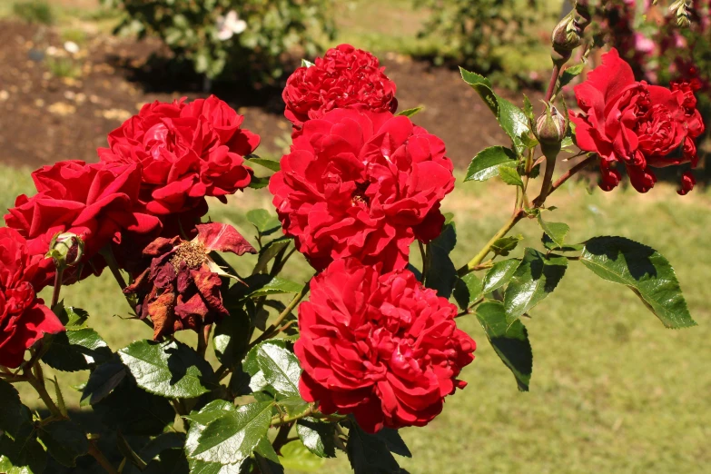 several red flowers are in the center of a large bouquet