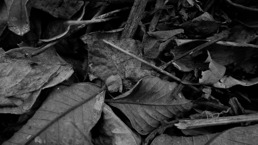 leaves, twigs and grass are laying on the ground