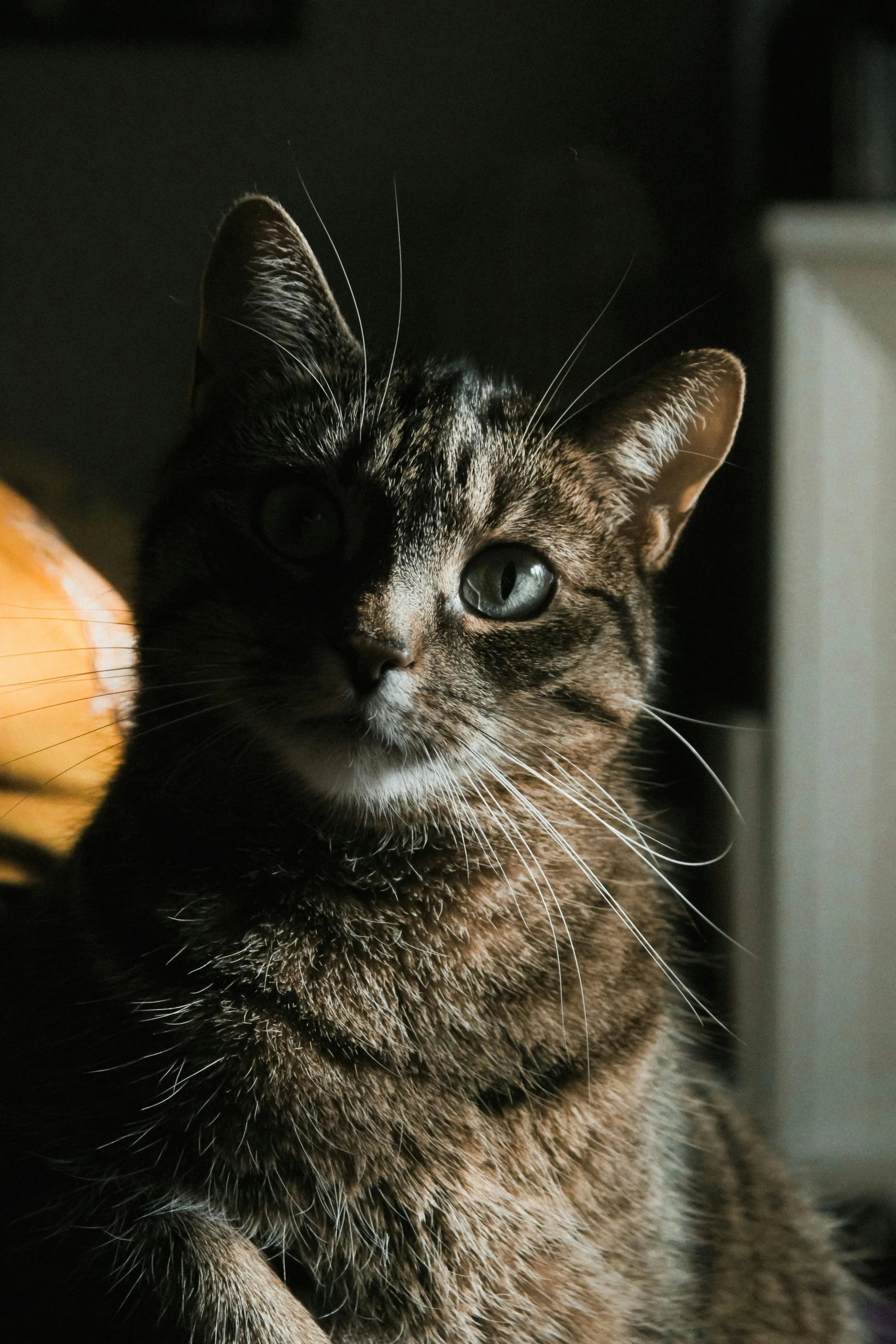 cat with a green eyed staring at the camera