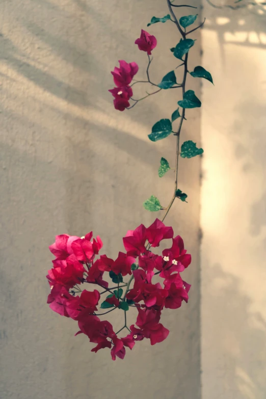 a plant hanging from a wall with red flowers