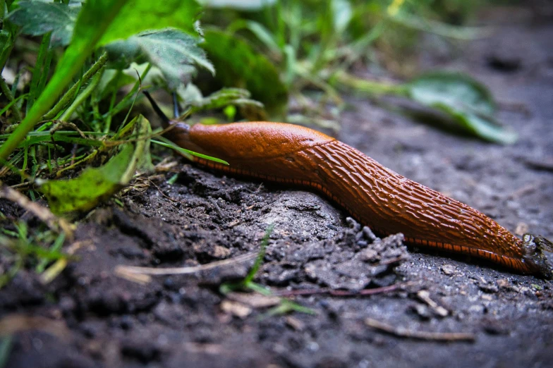 slug crawling through grass on the ground