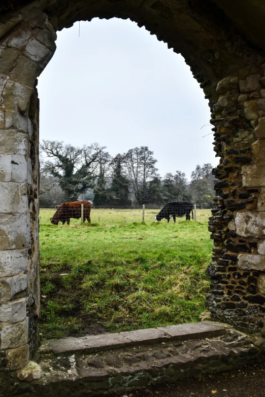 cows grazing in a grass field out in a stone arch