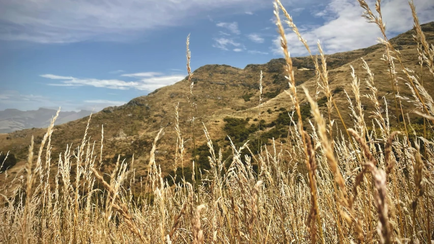 wild grasses stand tall as they graze on the side of a mountain