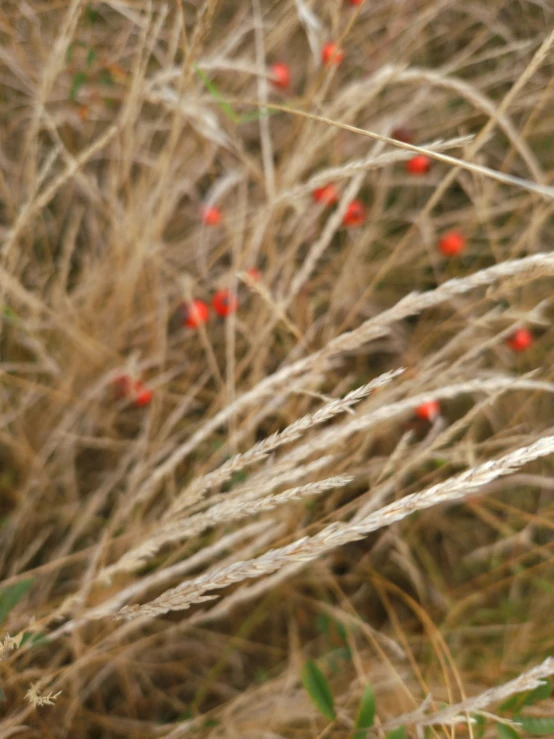 the flowers in the grass are red in color