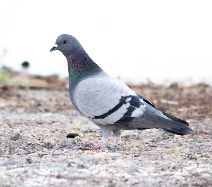 a bird that is standing in the sand