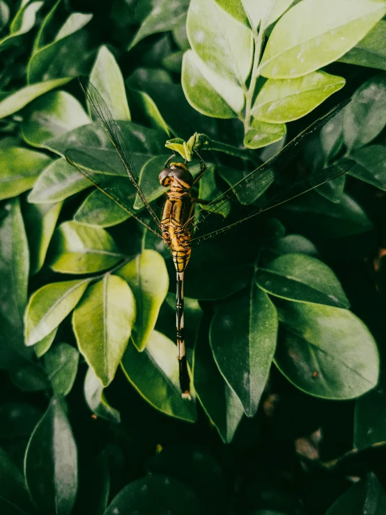 the bug is crawling on the leafy green